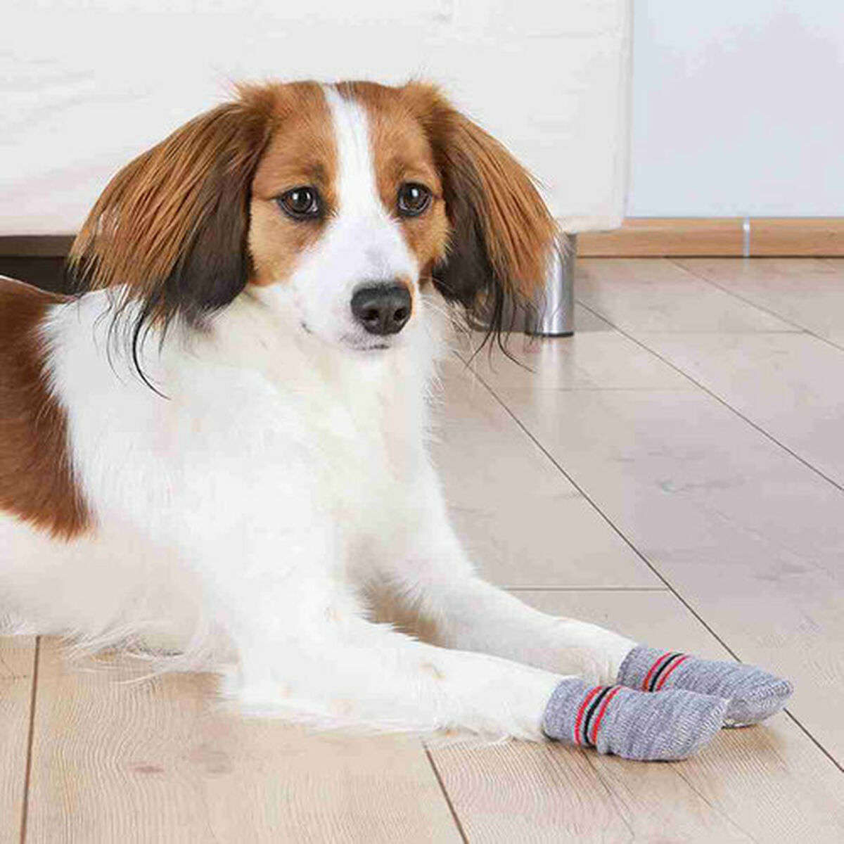 Calzini Trixie grigi taglia XL per cani